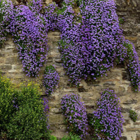Non-gmo cascade blume samen – long blooming garten variety