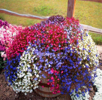 Non gmo cascade blume samen