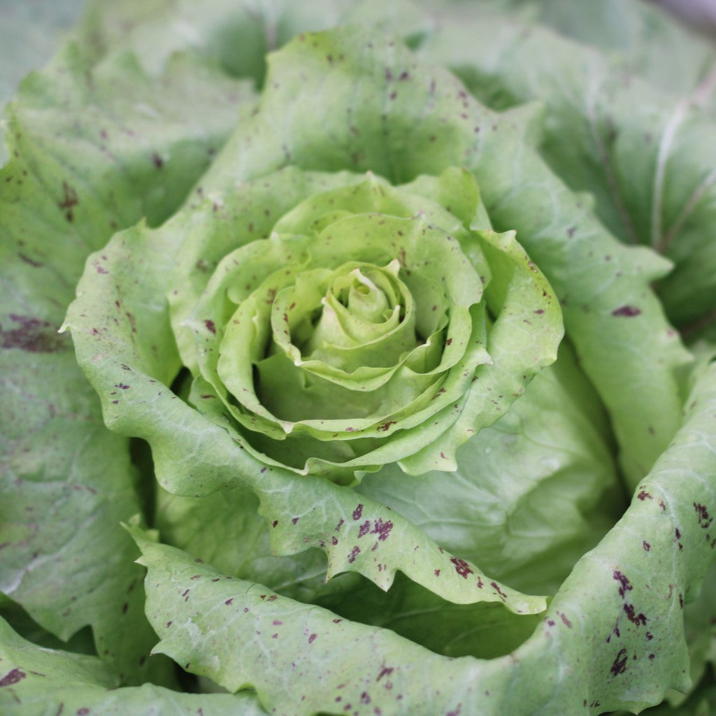 Non-gmo castelfranco radicchio samen