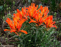 Non gmo castilleja miniata samen