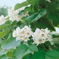 Non gmo catalpa samen