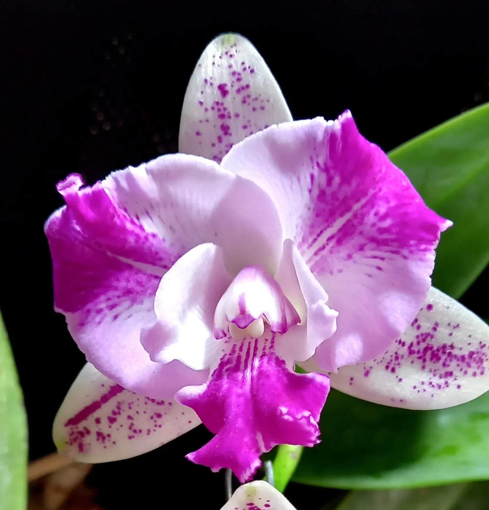 Non-gmo cattleya orchid samen