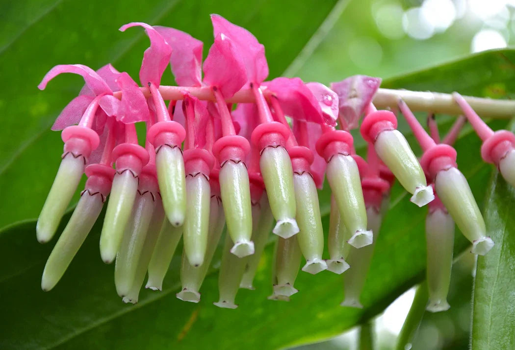 Non-gmo cavendishia grandifolia blume samen