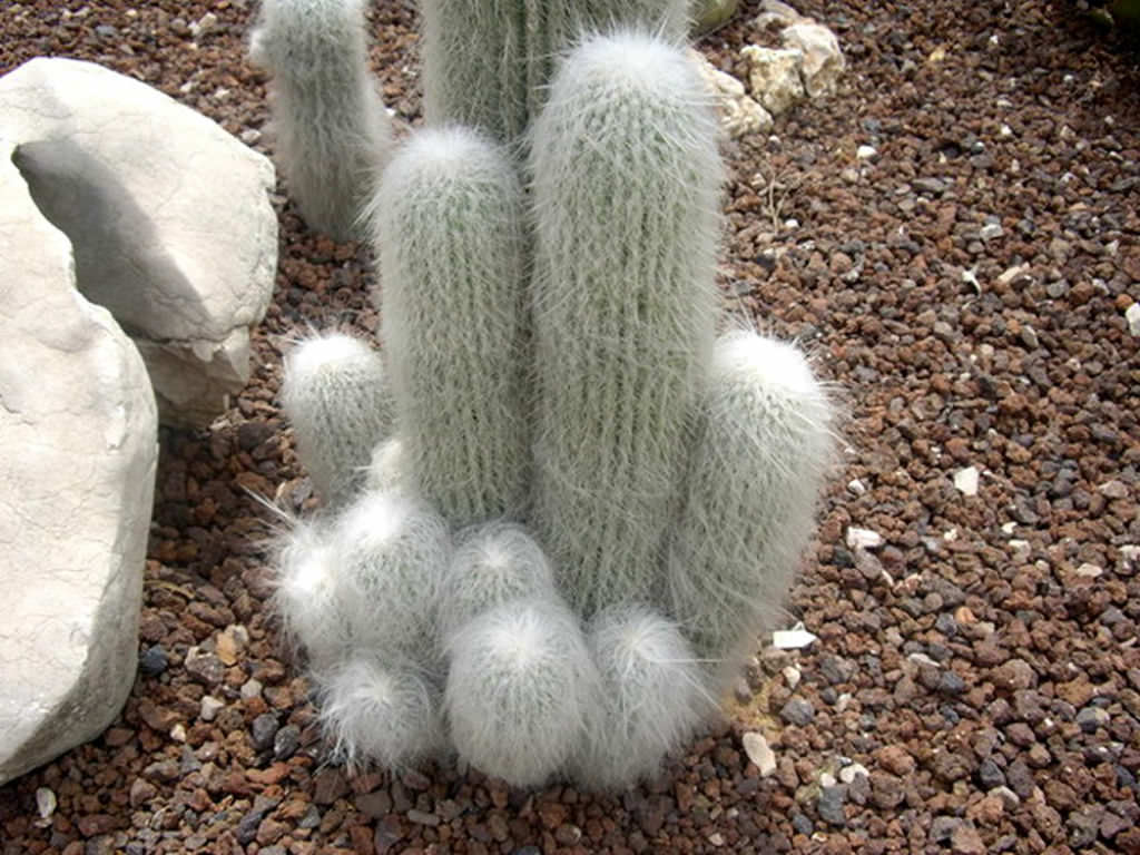 Non gmo cephalocereus senilis samen
