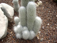 Non gmo cephalocereus senilis samen