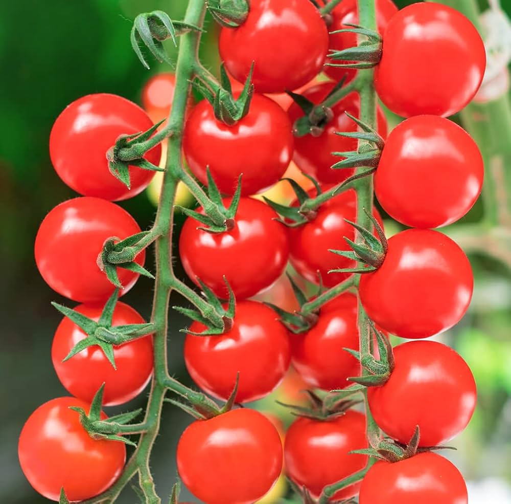 Non-gmo cherry tomato samen für home gardens