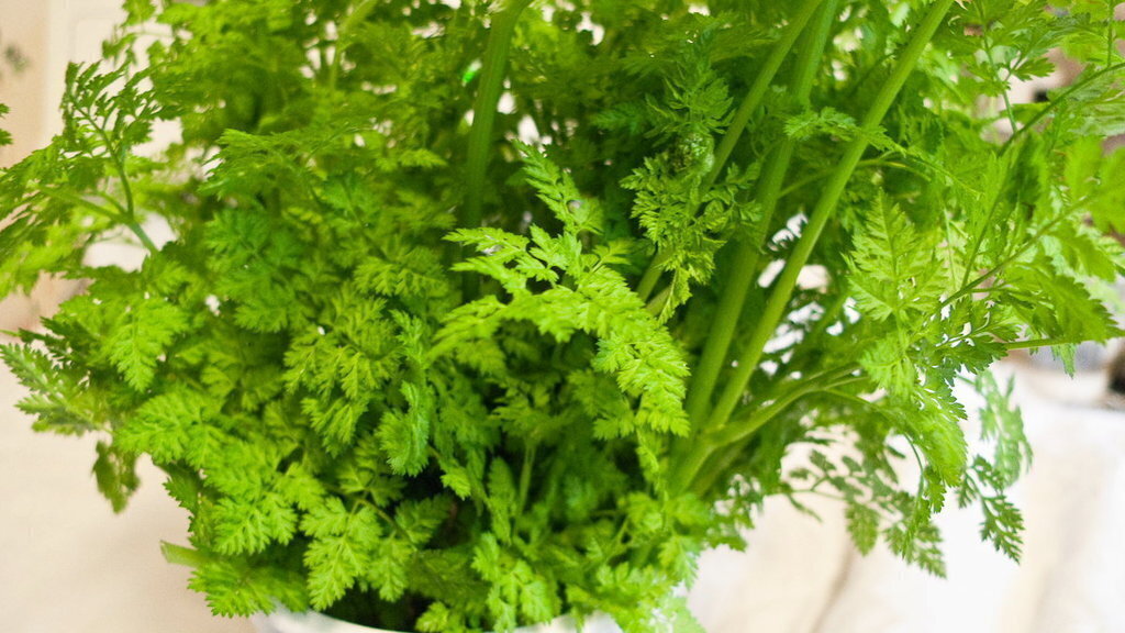 gentechnikfrei Chervil Kraut Samen for ornamental gardens