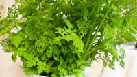 gentechnikfrei Chervil Kraut Samen for ornamental gardens