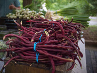 Non-gmo chinese bean samen für gemüse patch