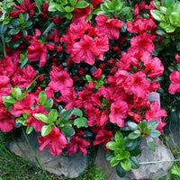 Non-gmo chocolate azalea rot blume samen