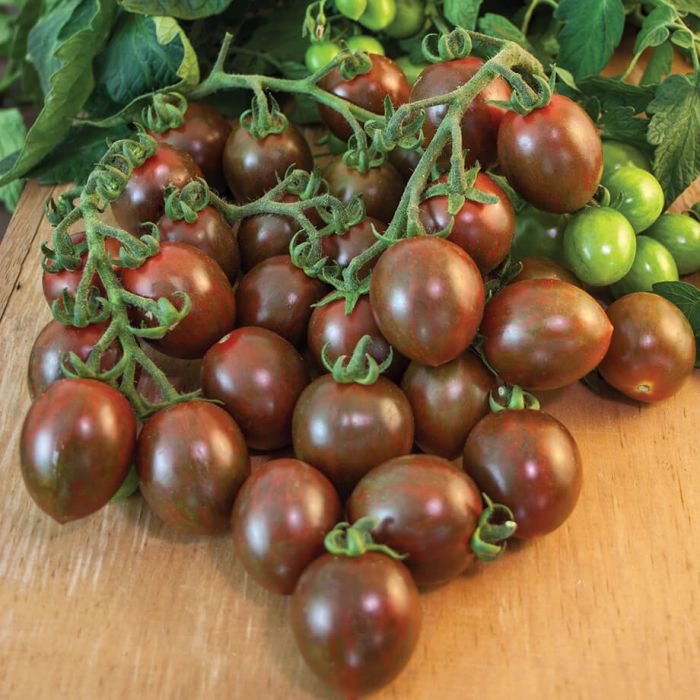 Non gmo chocolate tomato samen