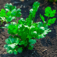 Non GMO cilantro coriander Samen