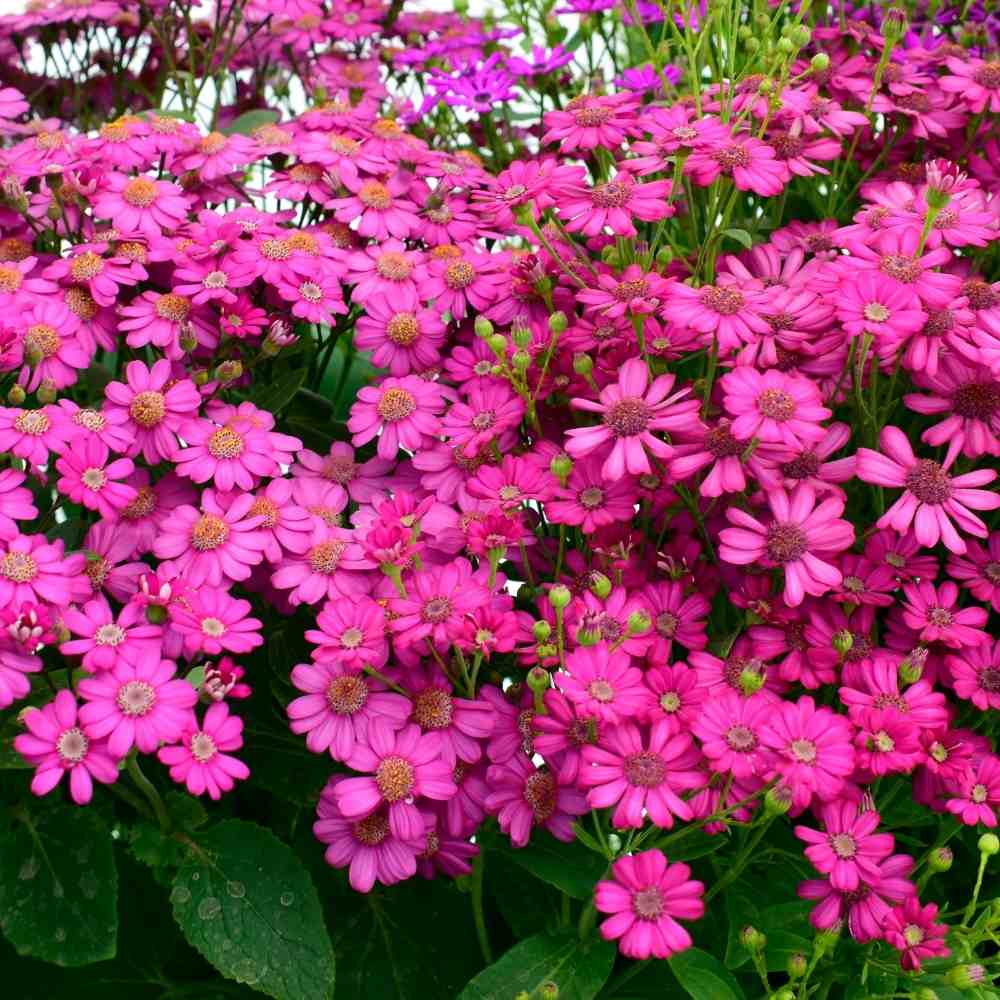 Non gmo cineraria samen