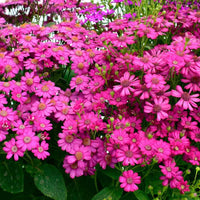 Non gmo cineraria samen