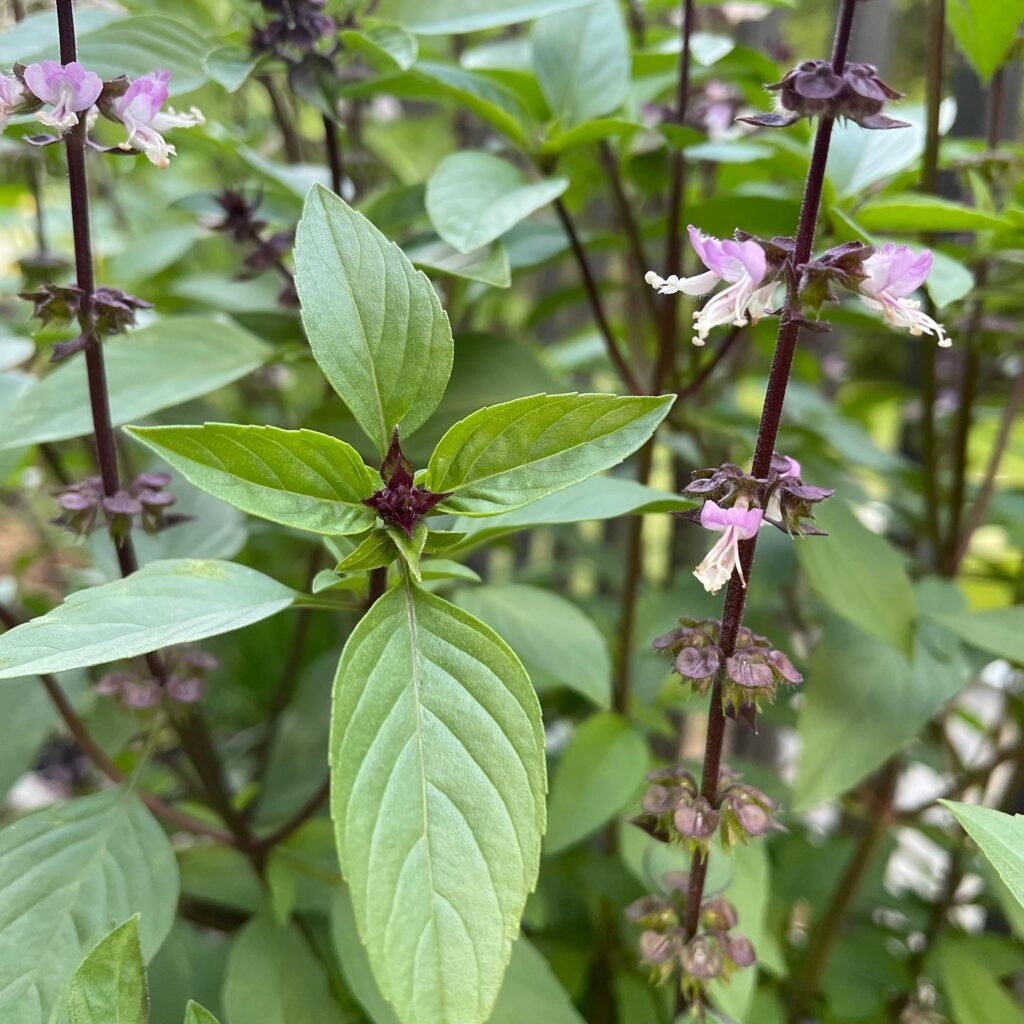 gentechnikfrei Cinnamon Basil Samen for ornamental Kraut gardens