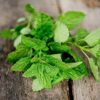 gentechnikfrei Citronella Zitrone Balm Samen for borders and gardens