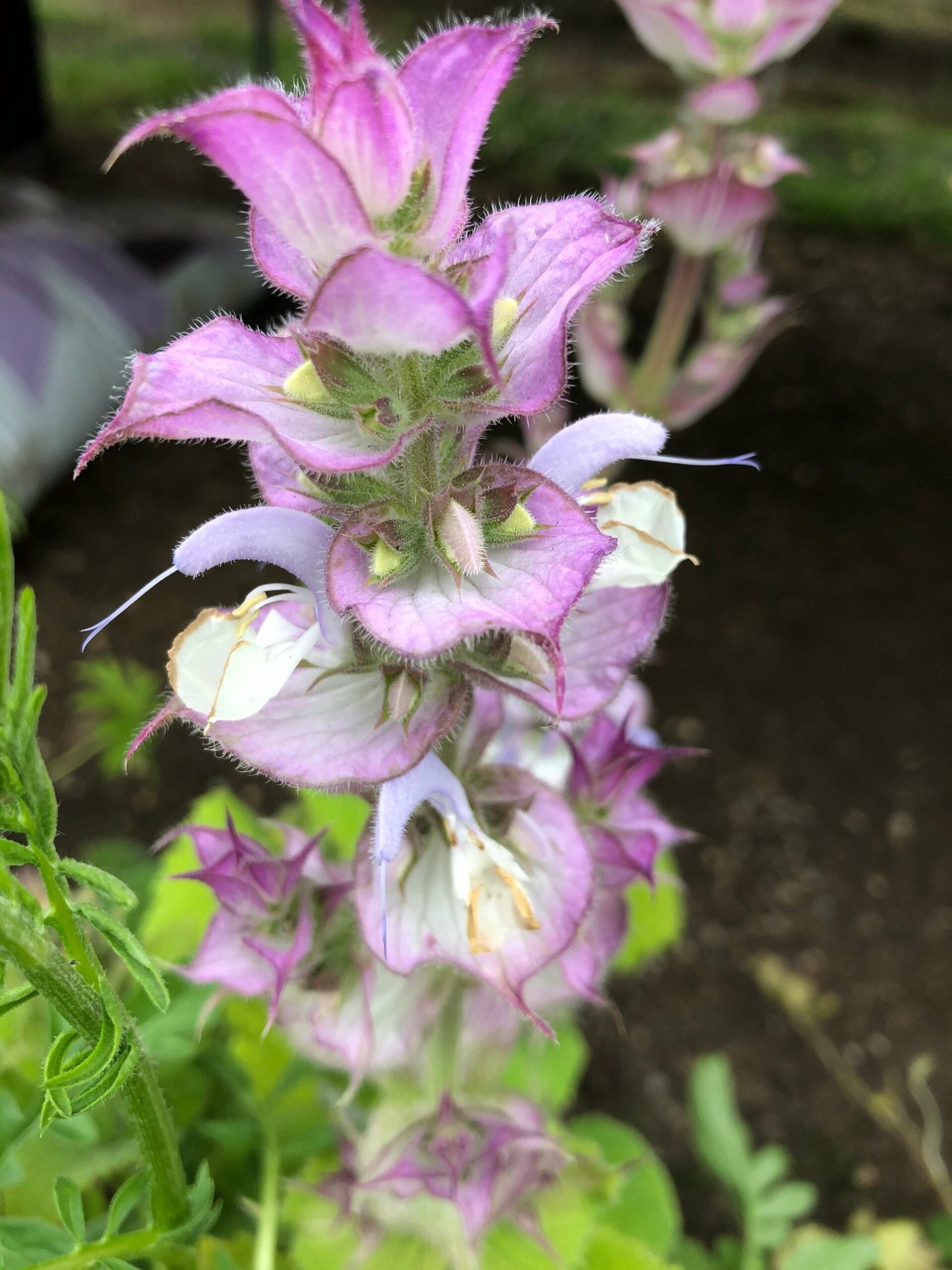 gentechnikfrei Clary Sage Blume Samen for cottage gardens