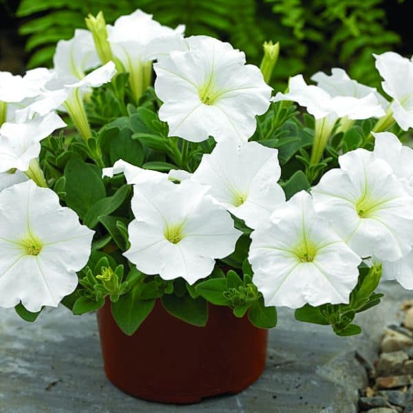 Premium non-gmo classic weiß petunia samen