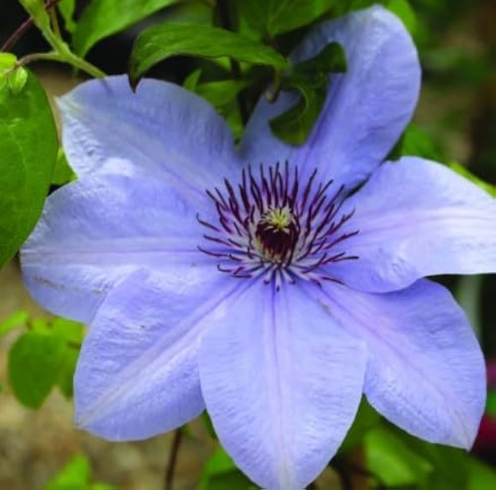 Non-gmo dark blau clematis samen for gardening