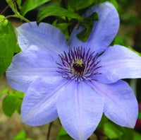 Non-gmo dark blau clematis samen for gardening