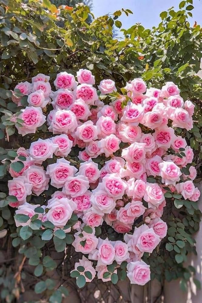 Non-gmo climbing rose samen for trellises and fences
