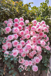 Non-gmo climbing rose samen for trellises and fences