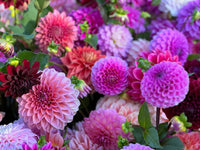 Premium non-gmo colorful dahlia samen