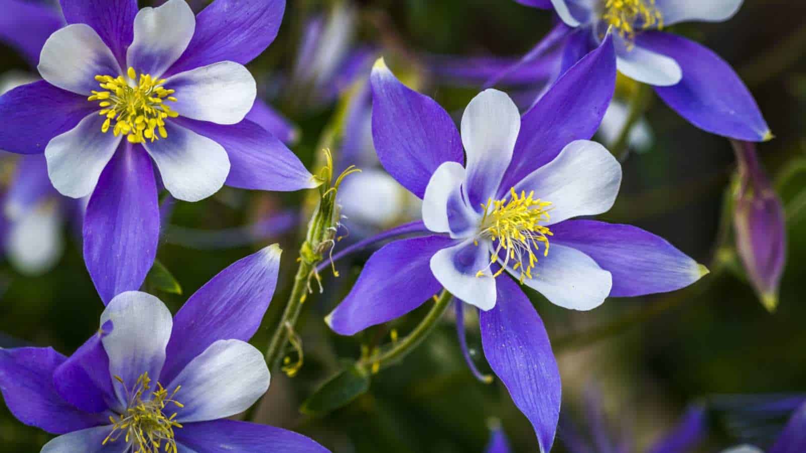 Non-gmo columbine blume samen