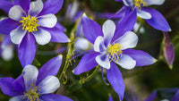 Non-gmo columbine blume samen
