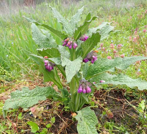 gentechnikfrei Comfrey Blume Samen for pollinator gardens