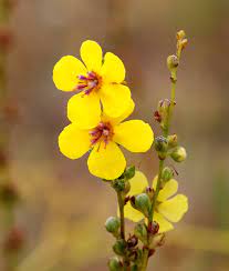 Non GMO Common Mullein Kraut Samen