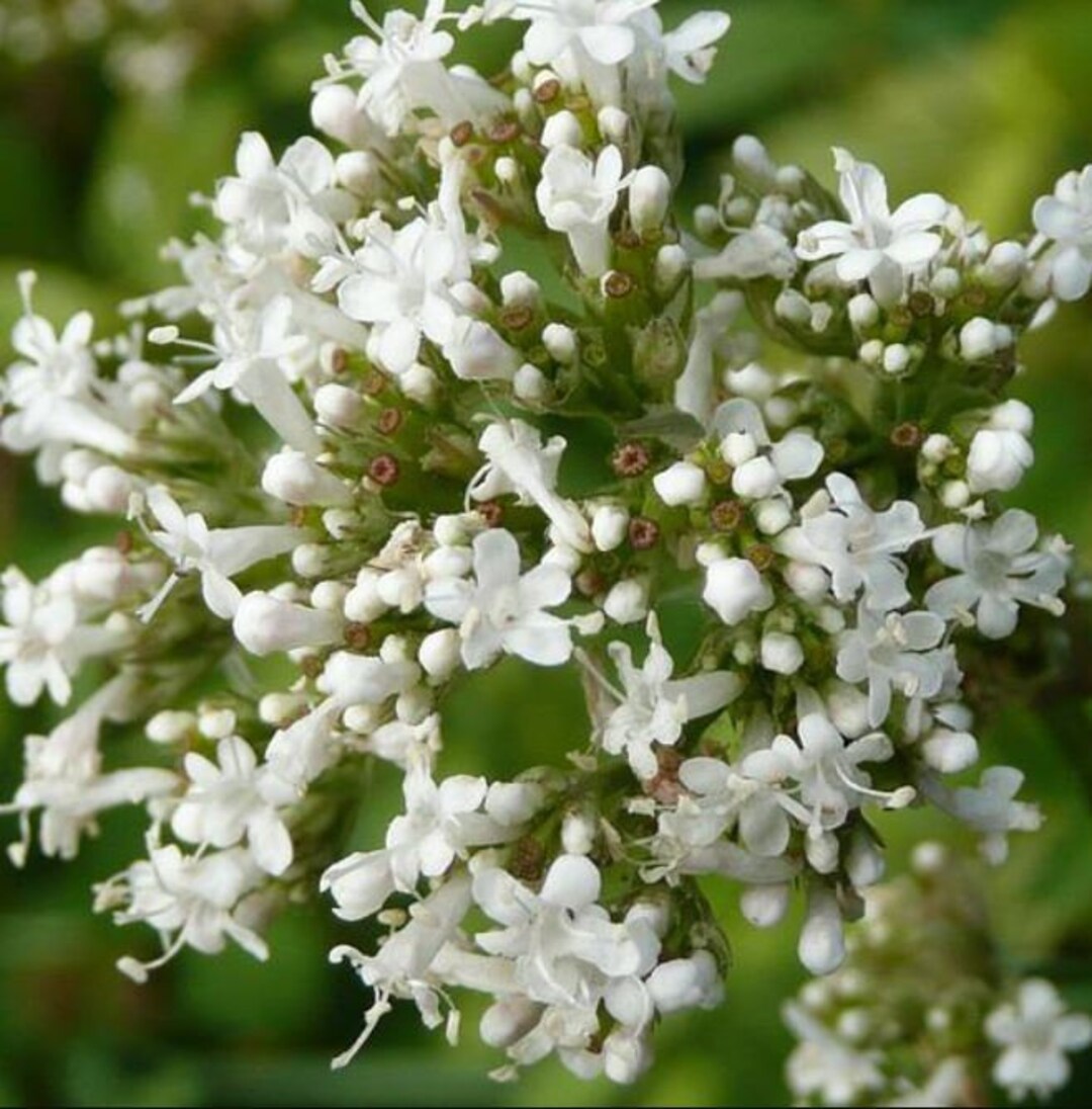 gentechnikfrei Common Valerian Blume Samen for pollinator gardens