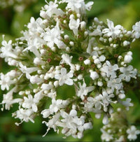 gentechnikfrei Common Valerian Blume Samen for pollinator gardens