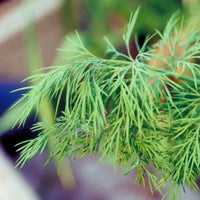 gentechnikfrei Compatto Dill Samen for borders and small gardens