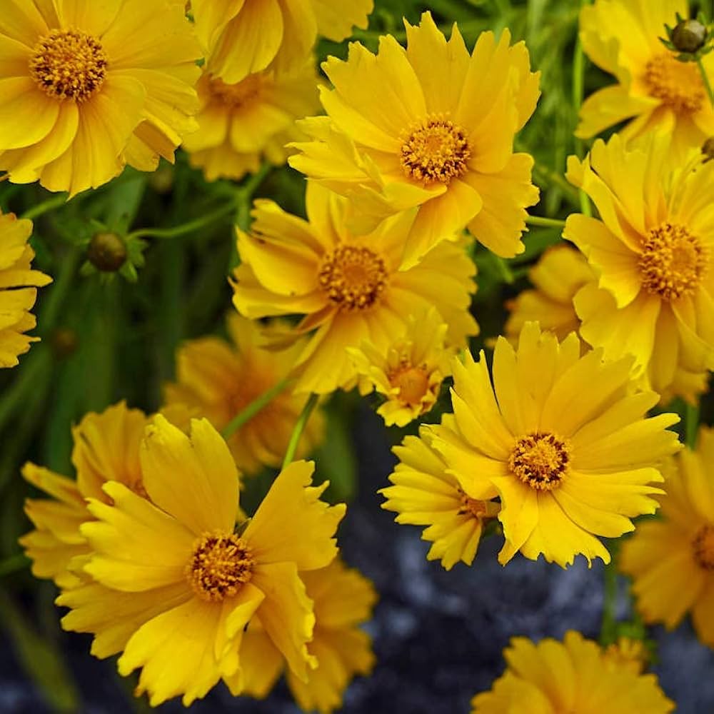 Non-gmo coreopsis early sunrise samen