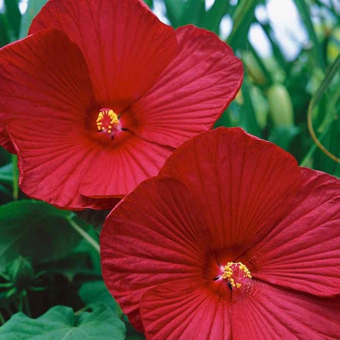 Non-gmo cranberry hibiscus samen