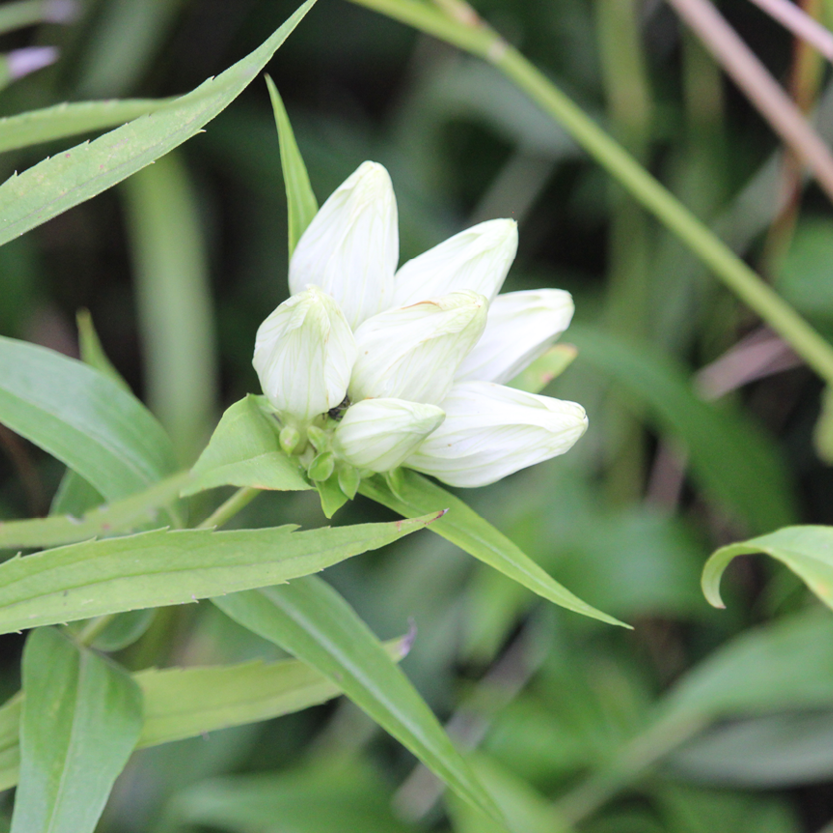 Non gmo cream gentiana samen