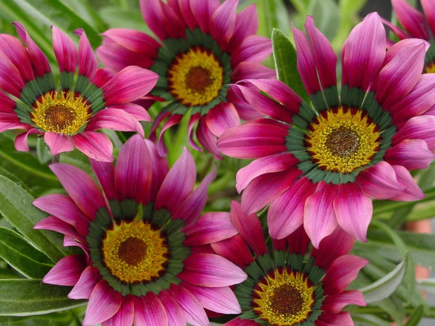 Non-gmo cream rosa gazania samen for home gardening