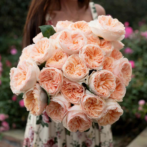 Non-gmo cream rosa rose samen for home gardening