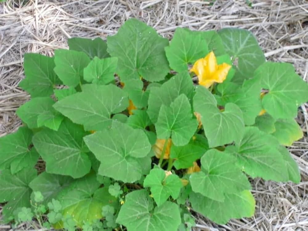 Non-gmo summer crookneck gelbe squash samen