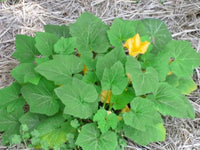 Non-gmo summer crookneck gelbe squash samen