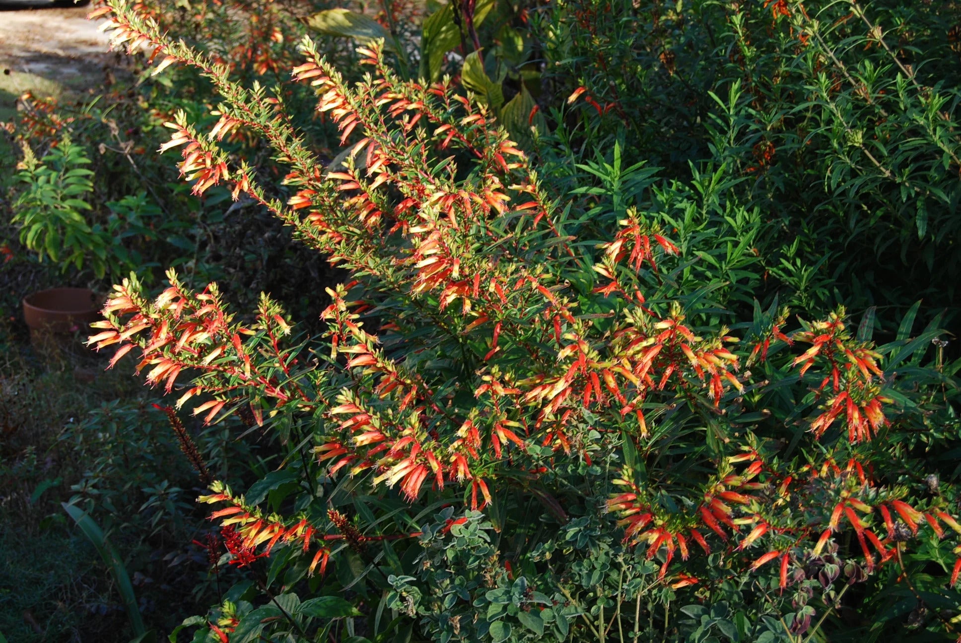 Non-gmo cuphea micropetala samen