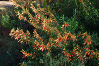 Non-gmo cuphea micropetala samen