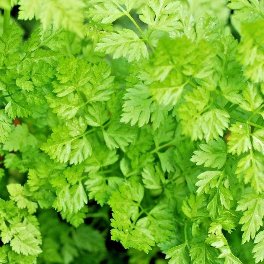 gentechnikfrei Curled Chervil Samen for outdoor gardens