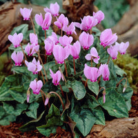 Non-gmo cyclamen samen premium quality for anpflanzung