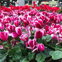 Non gmo cyclamen samen