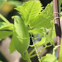 Non gmo cyclanthera pedata samen für productive vines