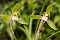 Non-gmo cymbidium maxillaria goeringii lime grün orchid samen for home gardening