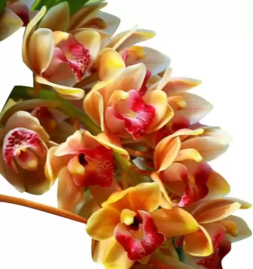 Non-gmo cymbidium maxillaria goeringii samen for gardening