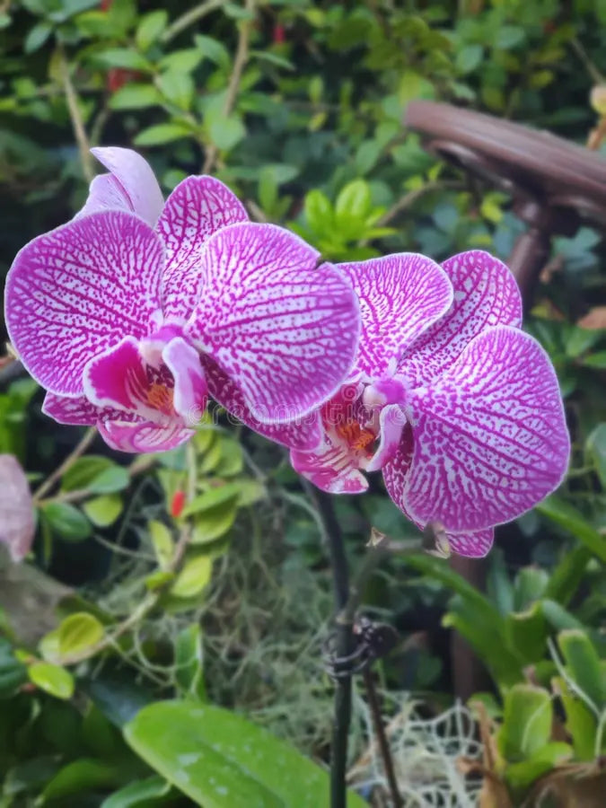 Non gmo cymbidium orchid samen